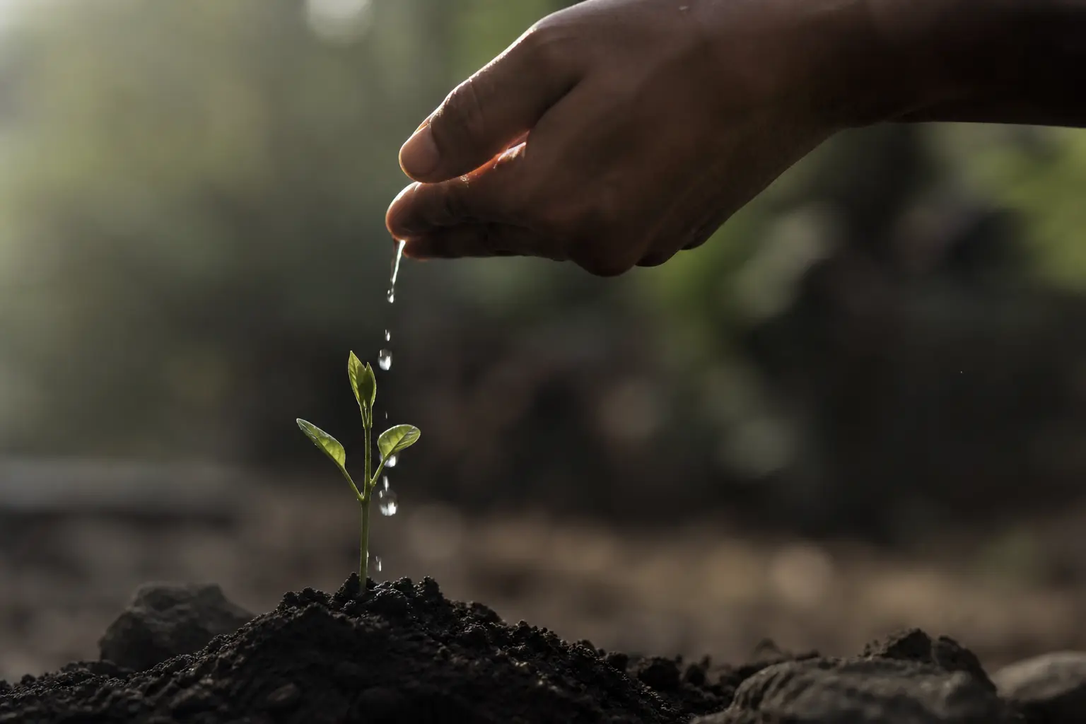 Drip-feed delivery mimics organic growth patterns to protect account integrity.
